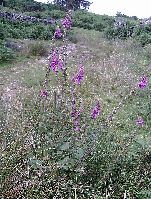 gbw - boot foxgloves