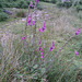 gbw - boot foxgloves