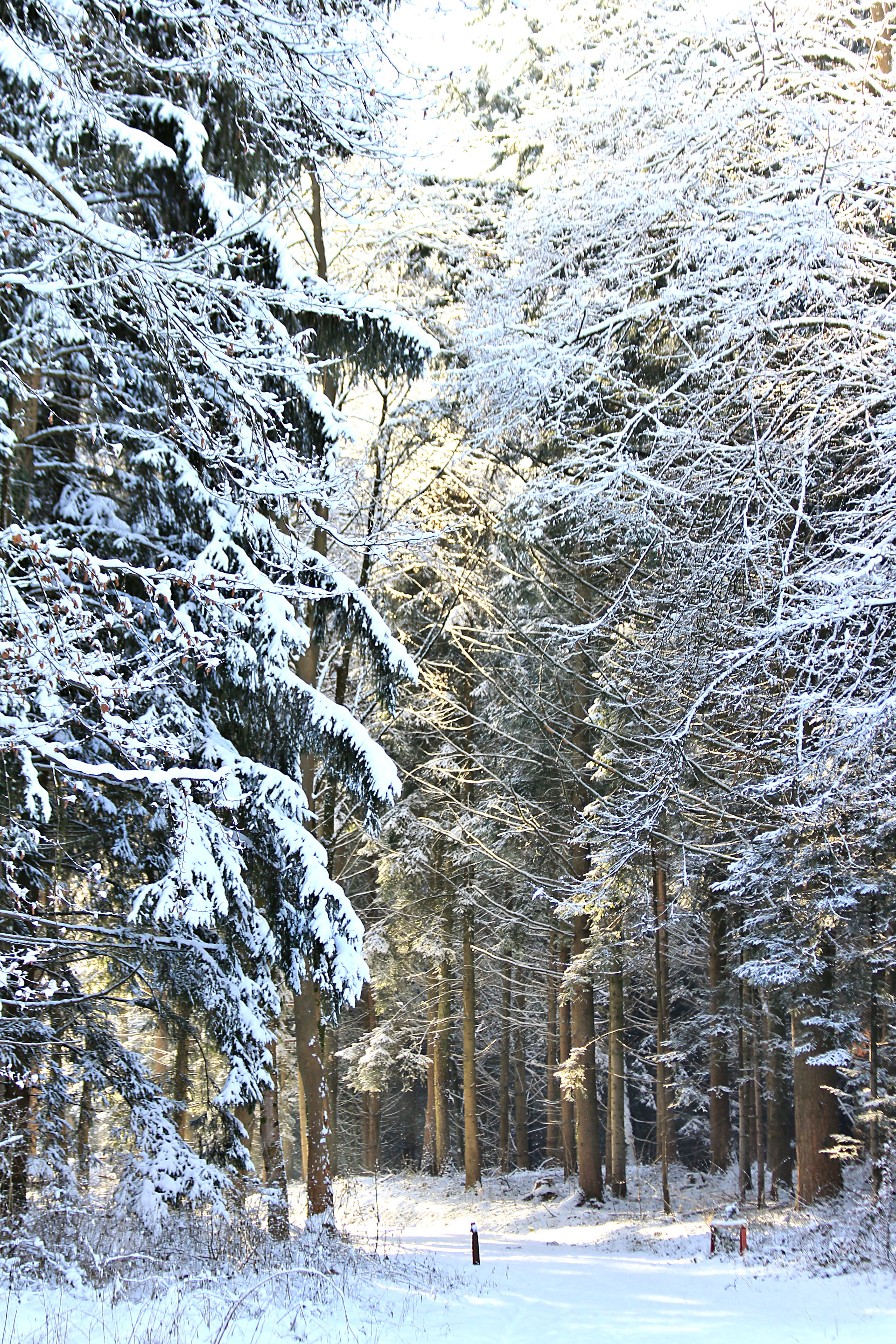 Winterwald