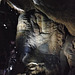 Gunns Plains Cave