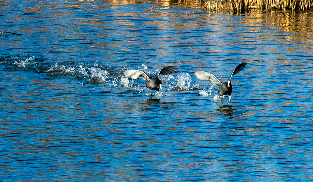 Coots