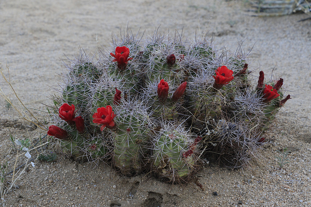 Mojave Mound Cactus