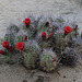 Mojave Mound Cactus