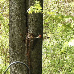 Pileated Woodpecker