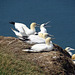 Gossipy Gannets