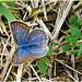 Papillon Périgourdin : Est ce un Argus bleu nacré?( (Lysandra coridon)