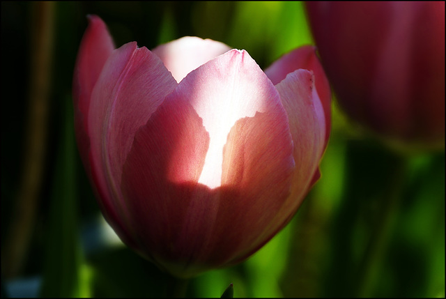 Lichtblüte