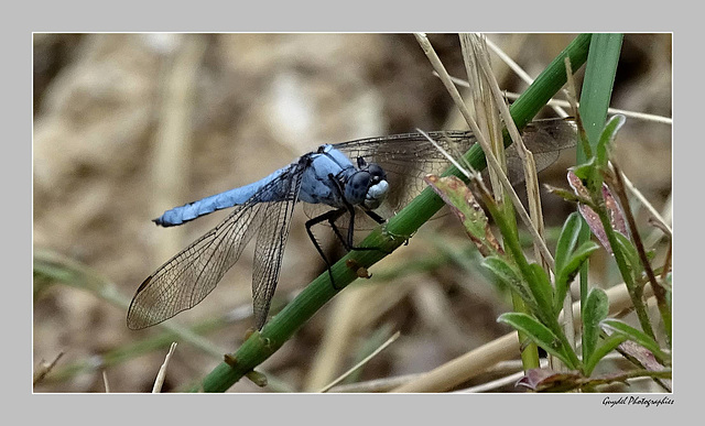 Orthetrum Bleuissant