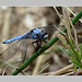 Orthetrum Bleuissant