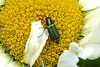 20210609 0793CPw [D~LIP] Spanische Fliege (Lytta vesicatoria), Wiesen-Margerite (Leucanthemum vulgare agg), Bad Salzuflen