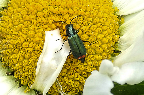 20210609 0793CPw [D~LIP] Spanische Fliege (Lytta vesicatoria), Wiesen-Margerite (Leucanthemum vulgare agg), Bad Salzuflen