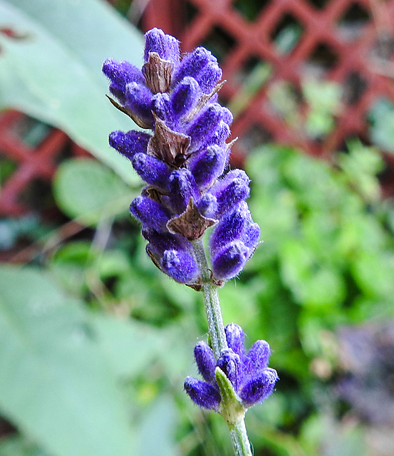 20210627 1157CPw [D~LIP] Lavendel (Lavandula angustifolia), Bad Salzuflen