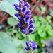 20210627 1157CPw [D~LIP] Lavendel (Lavandula angustifolia), Bad Salzuflen