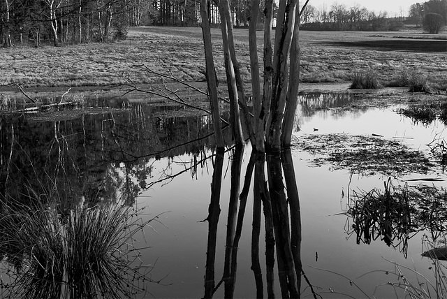 Baumspiegelung BW