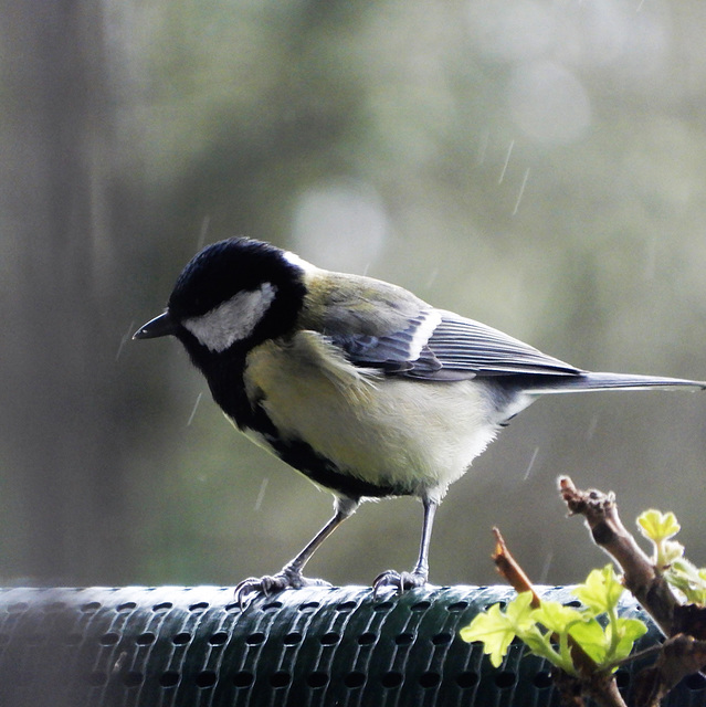 sous la pluie la mésange charbonnière