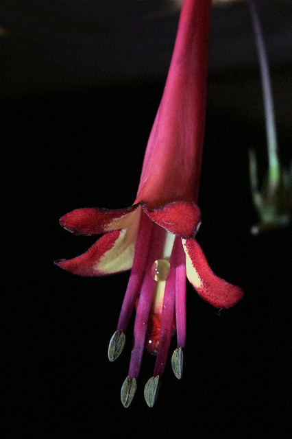 Cape fuschia