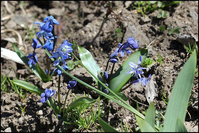 Scilles de Sibérie (2)