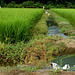 Paddy fields at the end of July