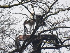 20170409 0416CPw [D~PB] Weißstorch (Ciconia ciconia), Steinhorster Becken, Delbrück