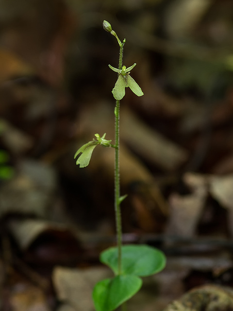 Neottia smallii (Appalachian Twayblade orchid)