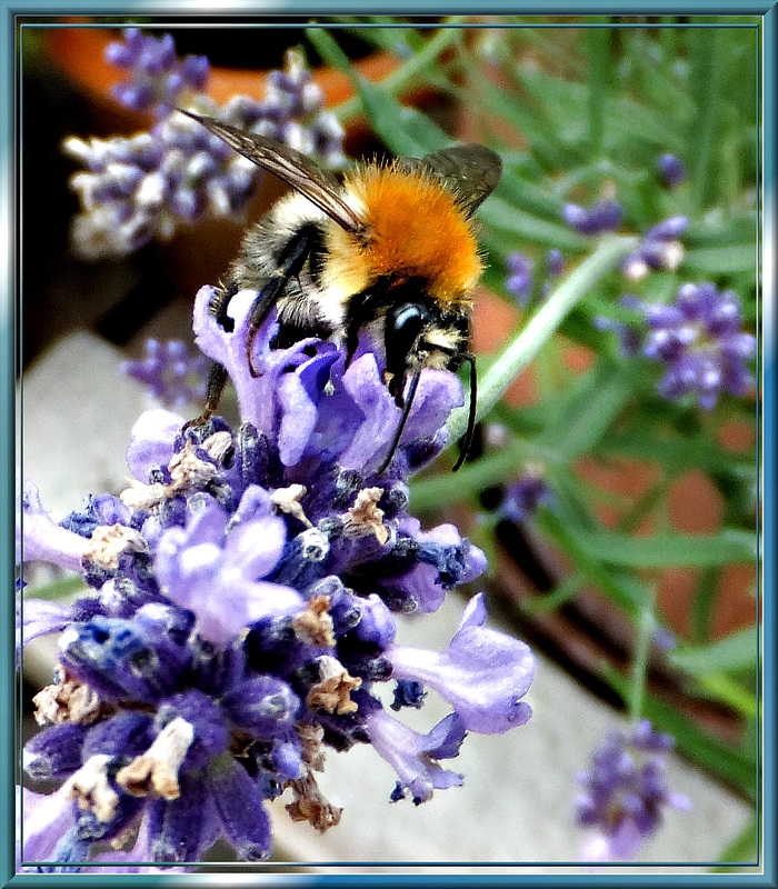 Ackerhummel (Bombus pascuorum). ©UdoSm