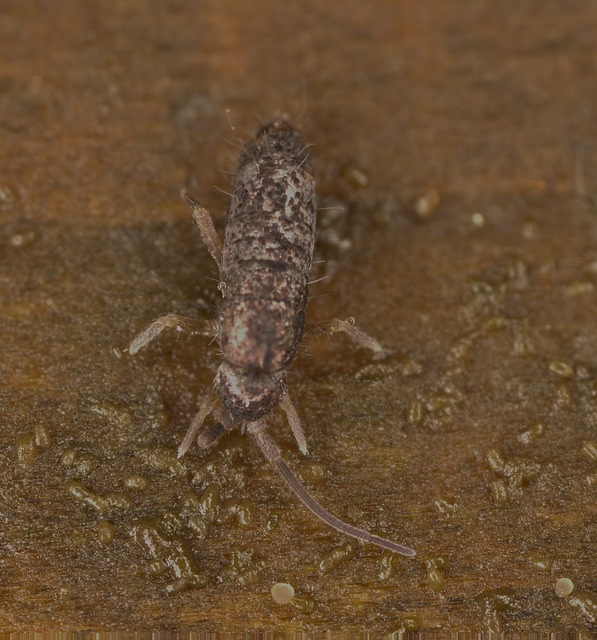 Springtail EF7A0486