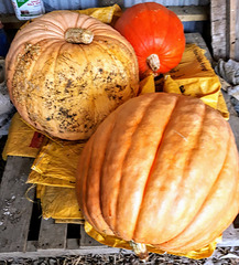 Extremely Large Pumpkins