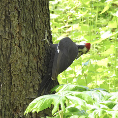 Pileated Woodpecker