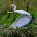 Great white egret in flight