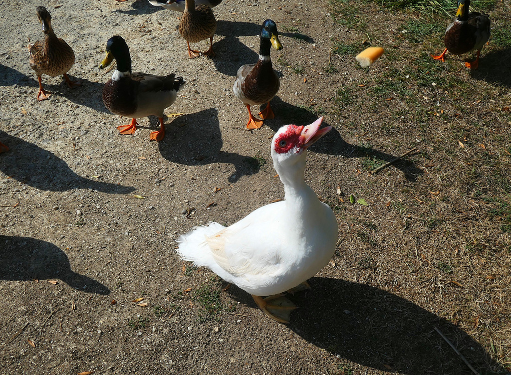 Pimpin le canard blanc !