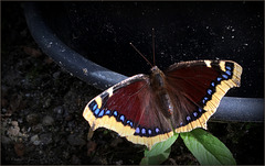 Camberwell Beauty, Morning Cloak ~ Rouwmantel (Nymphalis antiopa)...