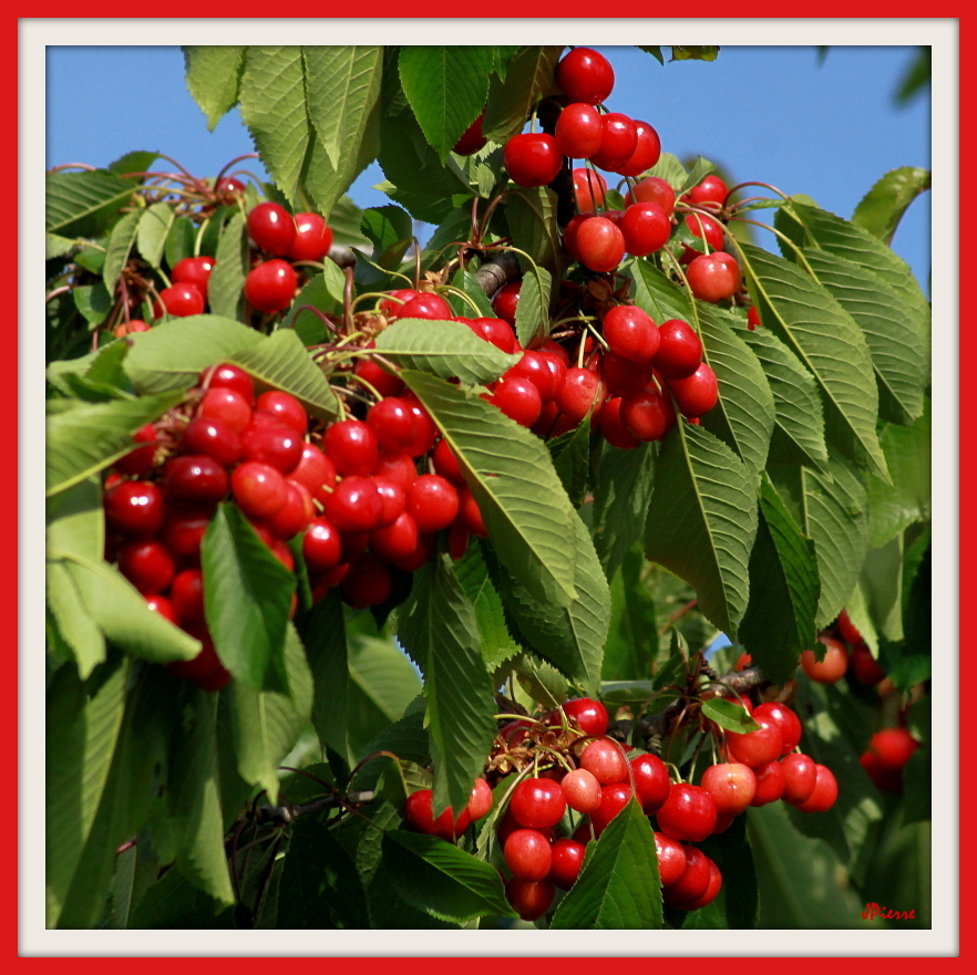 C'est parti la saison des cerises