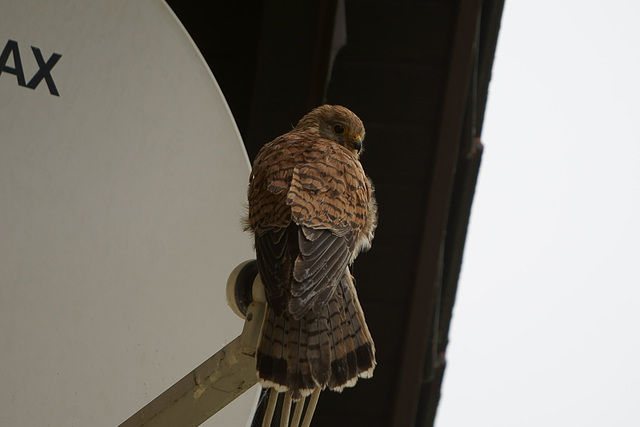 Turmfalke auf LNB