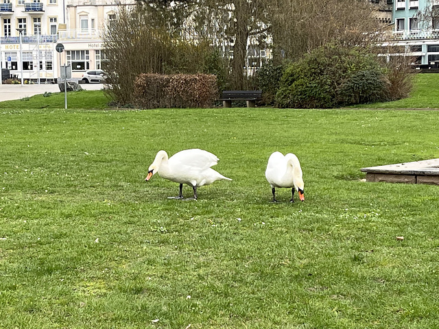 DE - Andernach - Schwäne beim Mittagessen