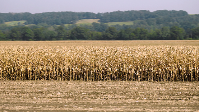 Maisfeld im Elbsandsteingebirge