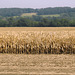 Maisfeld im Elbsandsteingebirge