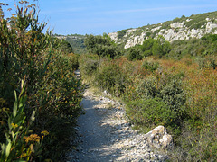 Macchia in der Combe Barboussière - 2004-10-01--Ix500-IMG_0940