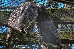 20160306 0284VRAw [D~BI] Bartkauz (Strix nebulosa), Tierpark Olderdissen, Bielefeld