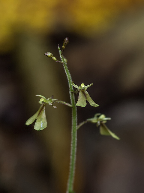 Neottia smallii (Appalachian Twayblade orchid)