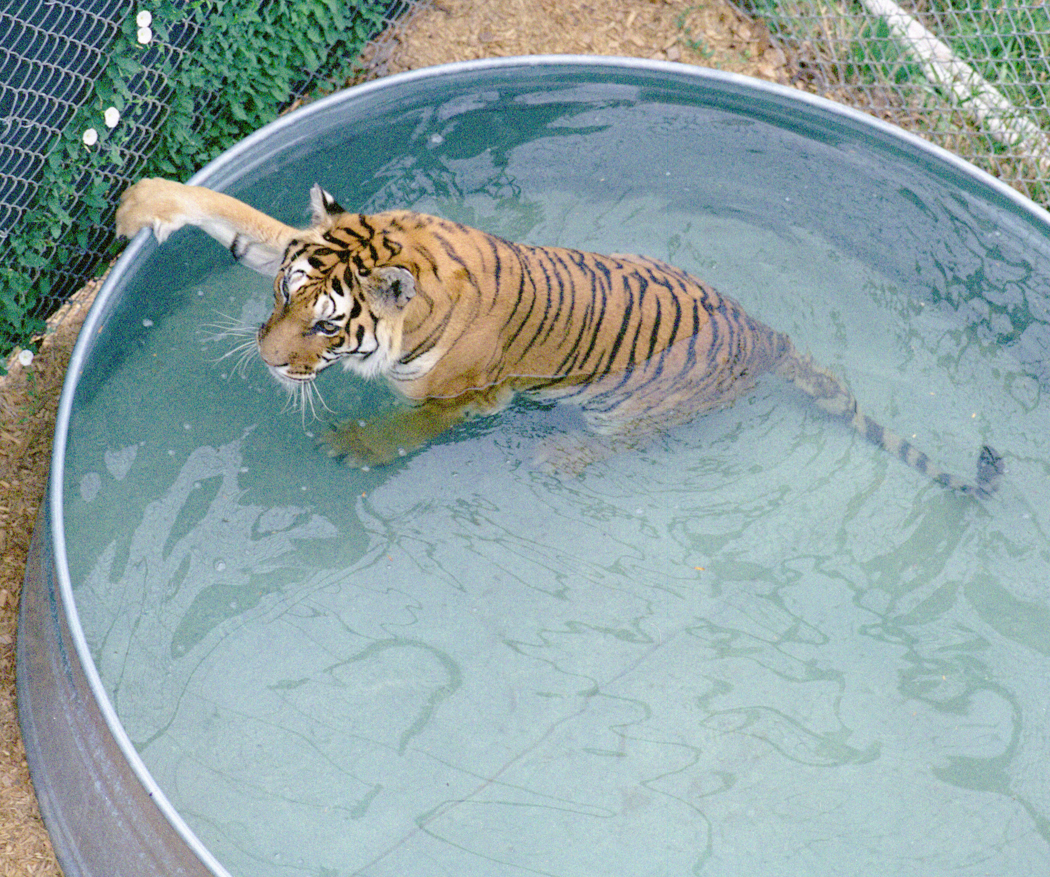 Tiger at the Wild Animal Sanctuary