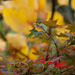 DSCF0857