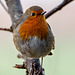 Robin