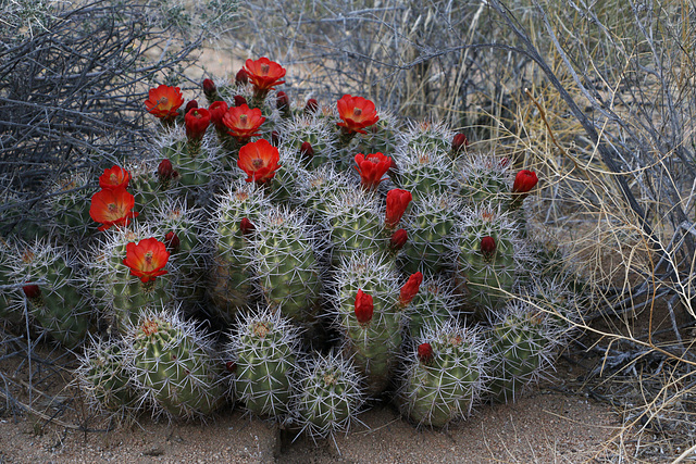 Echinocereus mojavensis