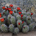 Echinocereus mojavensis