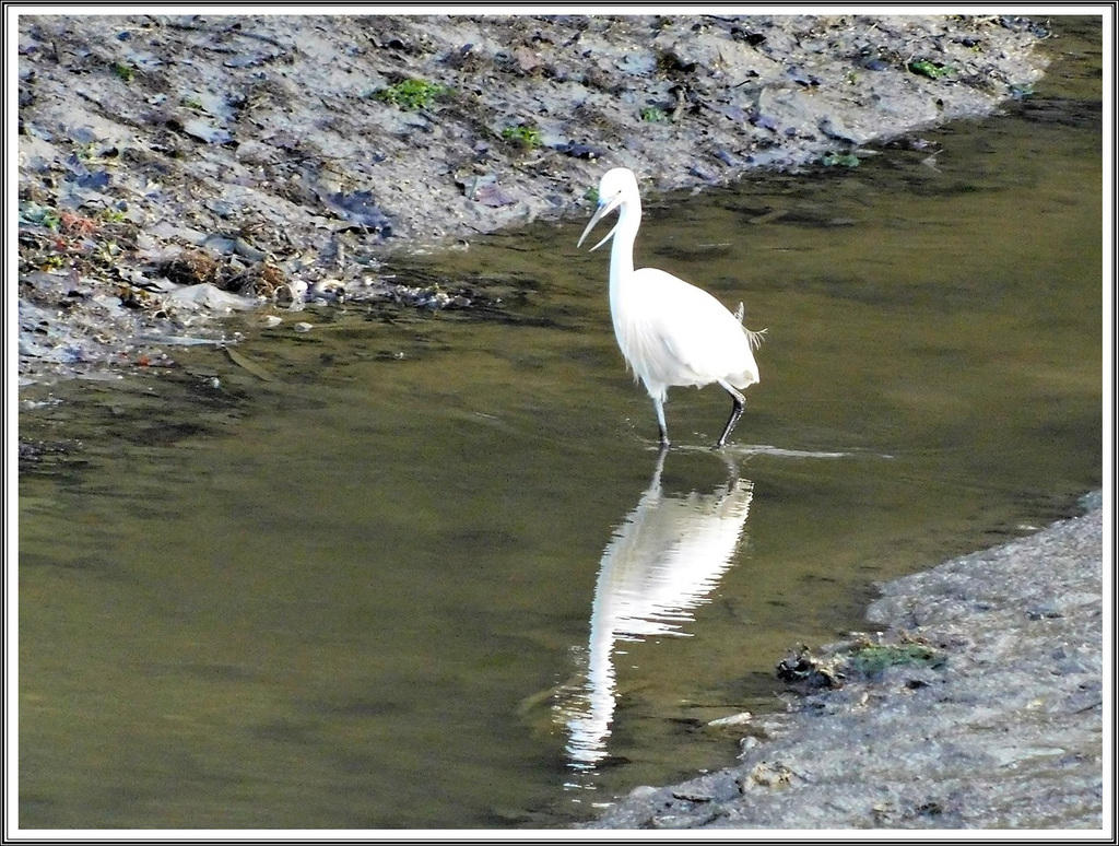 Aigrette dans l'Anse de Montmarin (35)