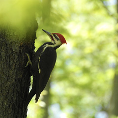 Pileated Woodpecker