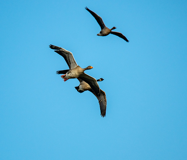 Geese in flight11