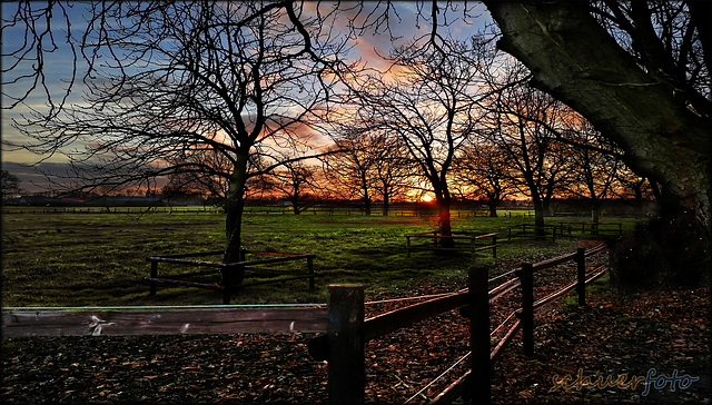 Weiden im Abendlicht