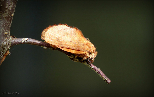 Lappet ~ Eikenblad (gastropacha quercifolia)... 1