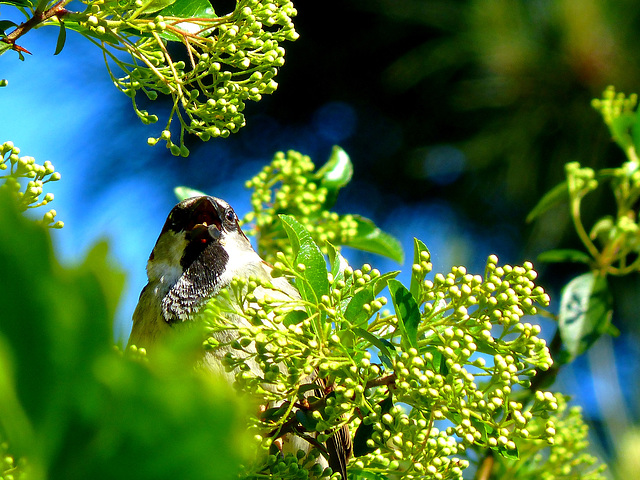 ... un oeil noir me regarde ...